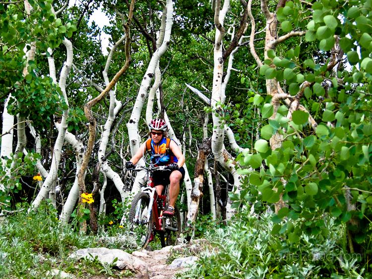 woman mountain biking in an aspen grove