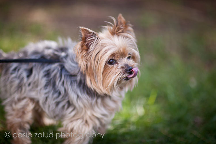 Dog Portrait Chautauqua Park Boulder, Colorado