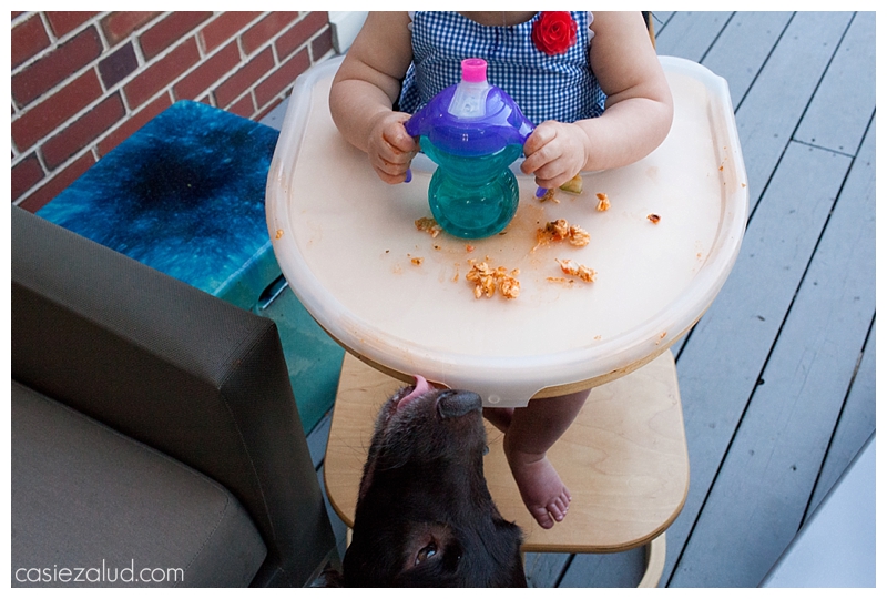 The highchair tray with food on it and a dog licking it from below trying to get the food